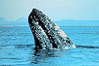 gray_whale-02