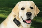 dog-a_logo dog-a_logo