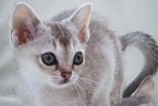 Singapura-cat_lg