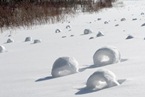 snow-roller_lg