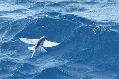 ปลาบิน : Flying fish | สำรวจโลก