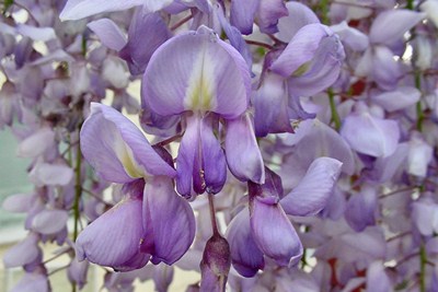 สำรวจโลก_Wisteria_a
