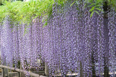 สำรวจโลก_Wisteria_b