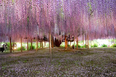 สำรวจโลก_Wisteria_c