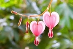 สำรวจโลก_Bleeding_heart_lg สำรวจโลก_Bleeding_heart_lg