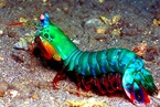 สำรวจโลก_OdontodactylusScyllarus_lg สำรวจโลก_OdontodactylusScyllarus_lg