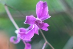 SRL_Oncidium_lg SRL_Oncidium_lg