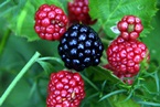 สำรวจโลก_Blackberry_lg สำรวจโลก_Blackberry_lg