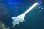 Green Sawfish 001 Green Sawfish 001