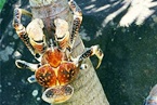 SRL_-Coconut_Crab_lg SRL_-Coconut_Crab_lg