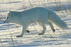 SRL_arcticfox_lg SRL_arcticfox_lg