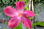 SRL_ชวนชม_lg SRL_ชวนชม_lg