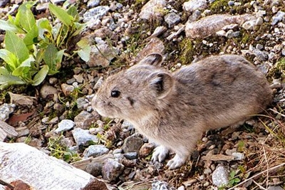pika python pika python