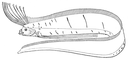 ปลาออร์ (Oarfish)