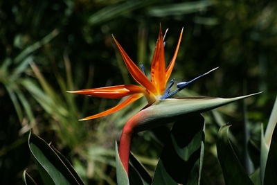 ปักษาสวรรค์_a