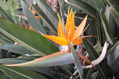 ปักษาสวรรค์_b