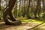 Crooked Forest