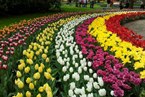 Keukenhof Garden _